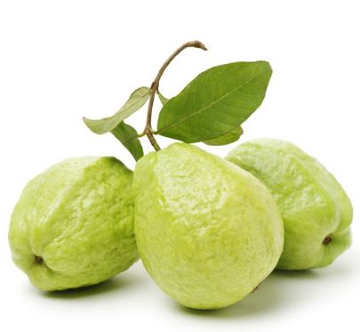 GUAVA