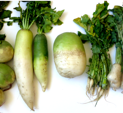 DAIKON / RADISH